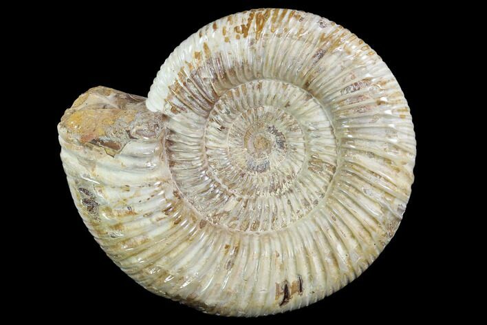 Perisphinctes Ammonite - Jurassic #90452